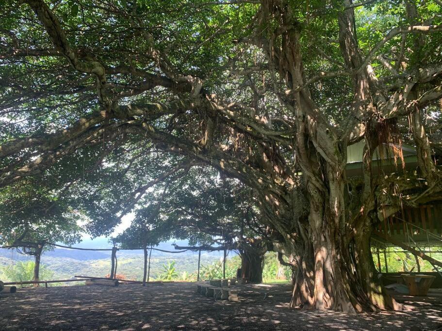 Apartamento Disfruta Del Contacto Con La Naturaleza Puntarenas Exterior foto